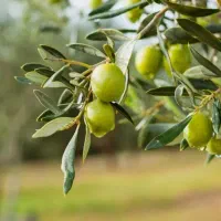 زیتون درجه یک