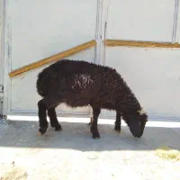 بره