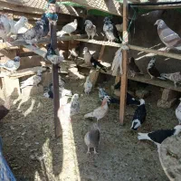 کفتر
