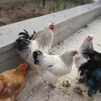 برهما لایت رومانی  اصلی غول پیکر خروس