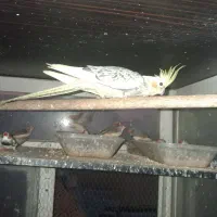 عروس هلندی