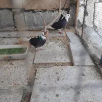 فروش کفتر