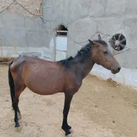 کره ماده اسب ۹ ماه