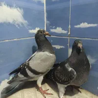 کبوتر پلاکی مسافت بلند