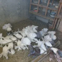 کود‌حیوانی‌‌‌مرغی‌پرنده