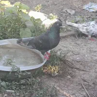 کبوتر مهری غریب گرفتم آگهی بخون