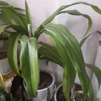 گل سوسن یا همون عنکبوتی