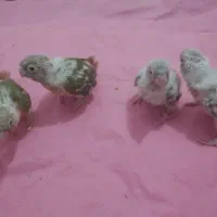جوجه گرینچیک