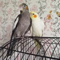 جوجه عروس هلندی سه عدد