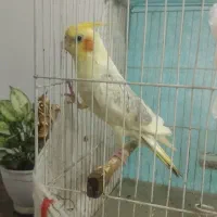 عروس هلندی