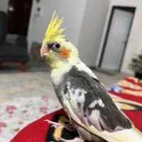 عروس هلندی