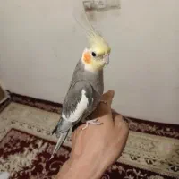 سلام عروس هلندی