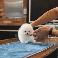 توله سگ پامرانین مینیاتوری وارداتی تیکاپ عروسکی