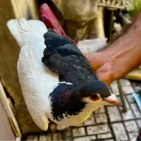 کفتر