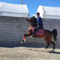 اسب درهشور نریان