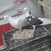 کفتر جوجه دولاب