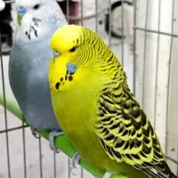مرغ عشق انگلیسی