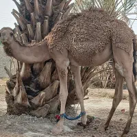 شتر نر جدووک