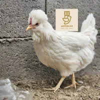 مرغ و خروس گلین ۱۱ماهه سالم