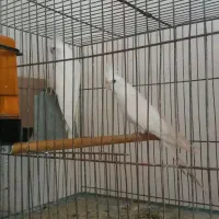 عروس هلندی البینو  مرواریدی آهویی