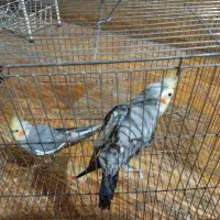 عروس هلندی جفت نر