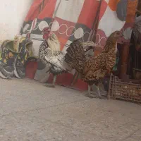 مرغ و خروس سیبرایت