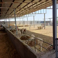 بره، میش، بز ، حره، گوساله گاو شتر وگوسفند فروشی