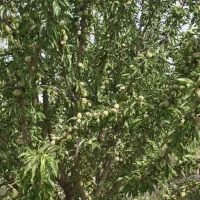 کودارگانیک/نتیجه چشمگیر حداکثر ده روز