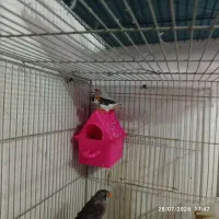معاوضه فنچ با قناری