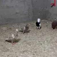 کبوتر