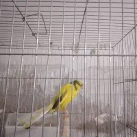 نر بخون رسمی بلند