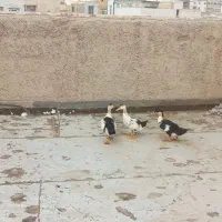 ۳۵۰۰۰۰۰۰|حیوانات مزرعه|زنجان, |دیوار
