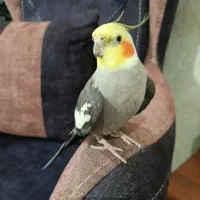 عروس هلندی نر