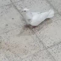 کبوتر پرشی