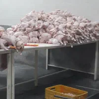 همکار مرغ