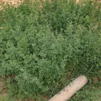 یونجه برای دام داران