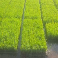 بذر ندا اماده ب نشا سبد
