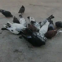 حیوان کبوتر