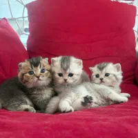 گربه بریتیش