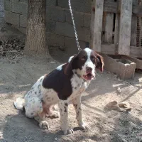 نر شکاری یکساله