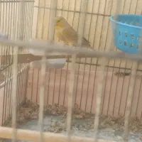 ماده مست دوساله