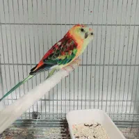 جفت پرنده آوازه خوان با تضمین و به شرط جوجه دهی