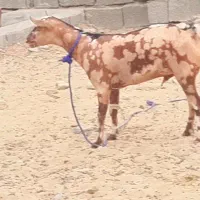 نر بز صلاله ارتشی اصل