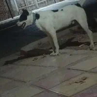 شهر فتح المبین  گمشده