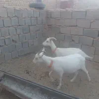 بزسانن