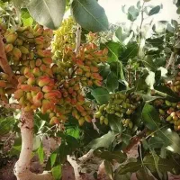 نهال پسته پایه اکبری