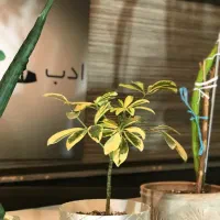 گل طبیعی|گل و گیاه طبیعی|رشت, شهرک صبا|دیوار
