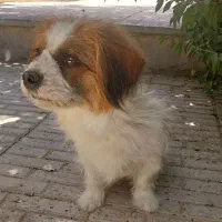پاپی معاوضه با کبوتر