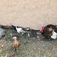 بوقلمون