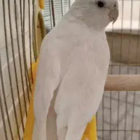 عروس هلندی آلبینو گمشده